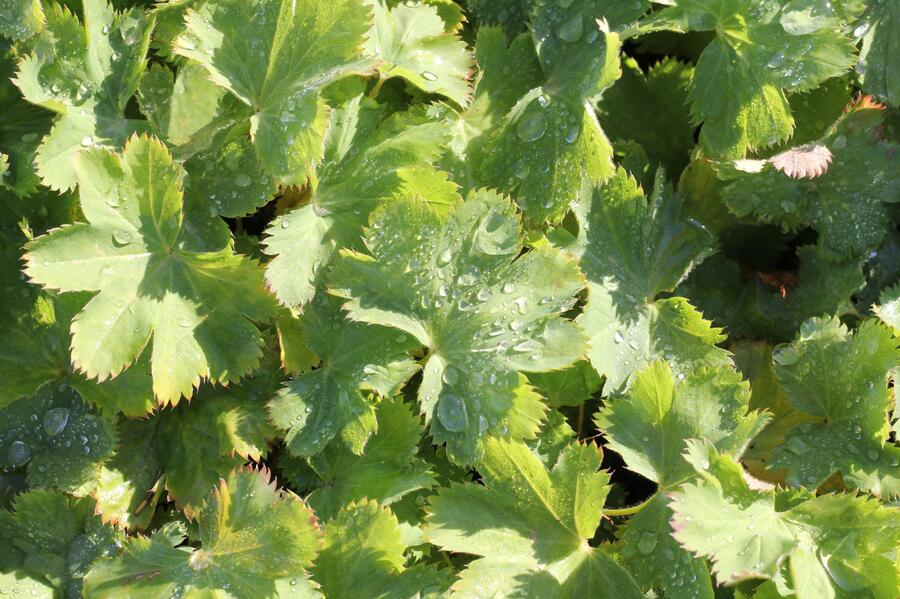 Trvalkový záhon na slunce Barvy léta - Barvy léta