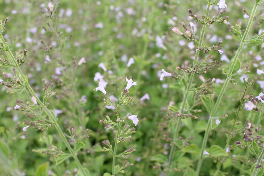 Trvalkový záhon na slunce Barvy léta - Barvy léta