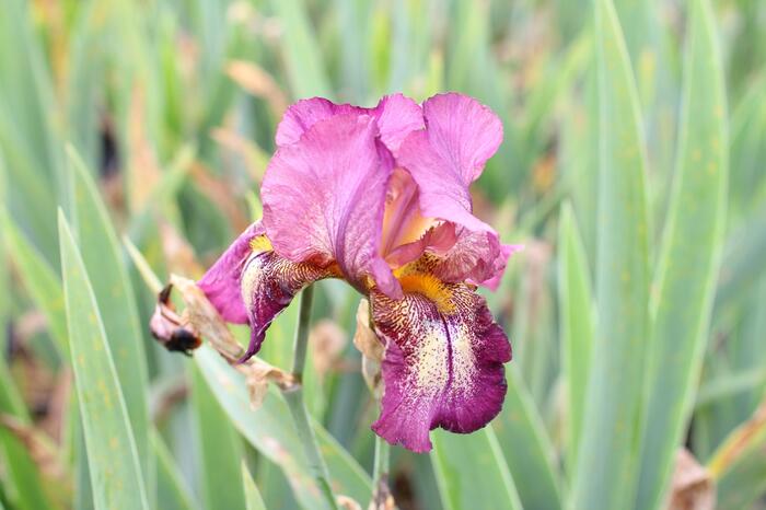 Kosatec německý 'Raspberry Candle' - Iris barbata-elatior 'Raspberry Candle'