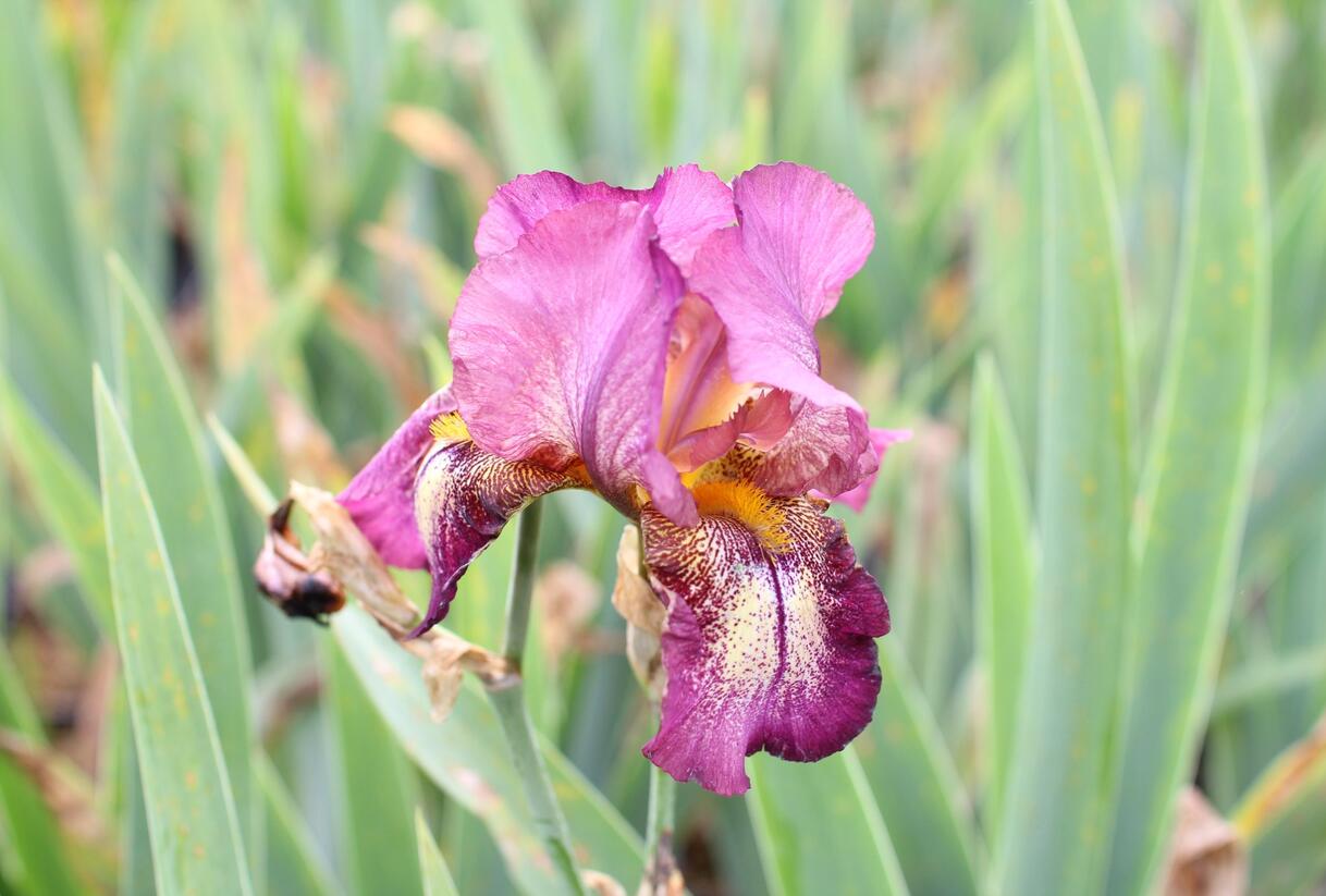 Kosatec německý 'Raspberry Candle' - Iris barbata-elatior 'Raspberry Candle'