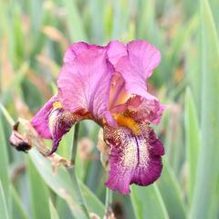 Kosatec německý 'Raspberry Candle' - Iris barbata-elatior 'Raspberry Candle'
