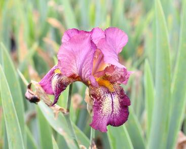 Kosatec německý 'Raspberry Candle'