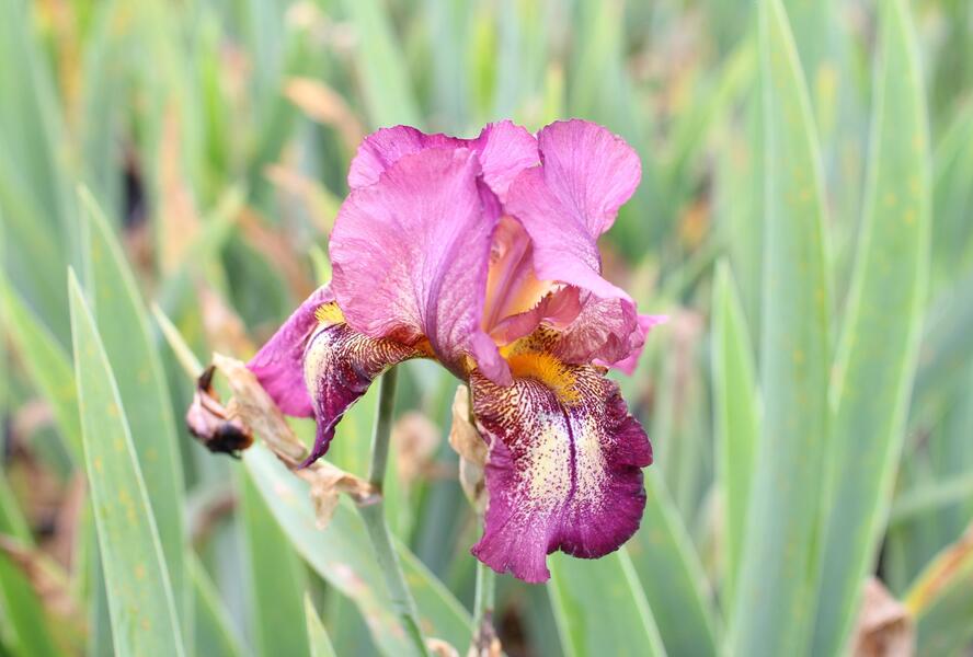 Kosatec německý 'Raspberry Candle' - Iris barbata-elatior 'Raspberry Candle'
