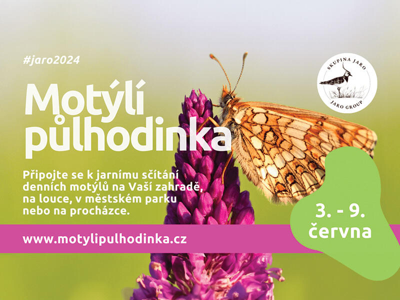 motylipulhodinka 2024