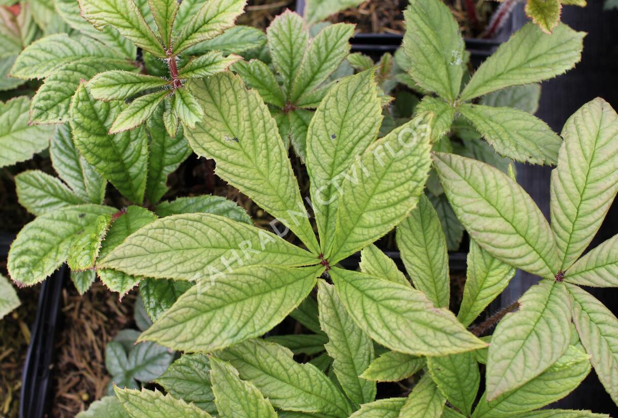 Rodgersie zpeřená - Rodgersia pinnata