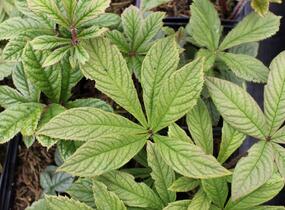 Rodgersie zpeřená - Rodgersia pinnata