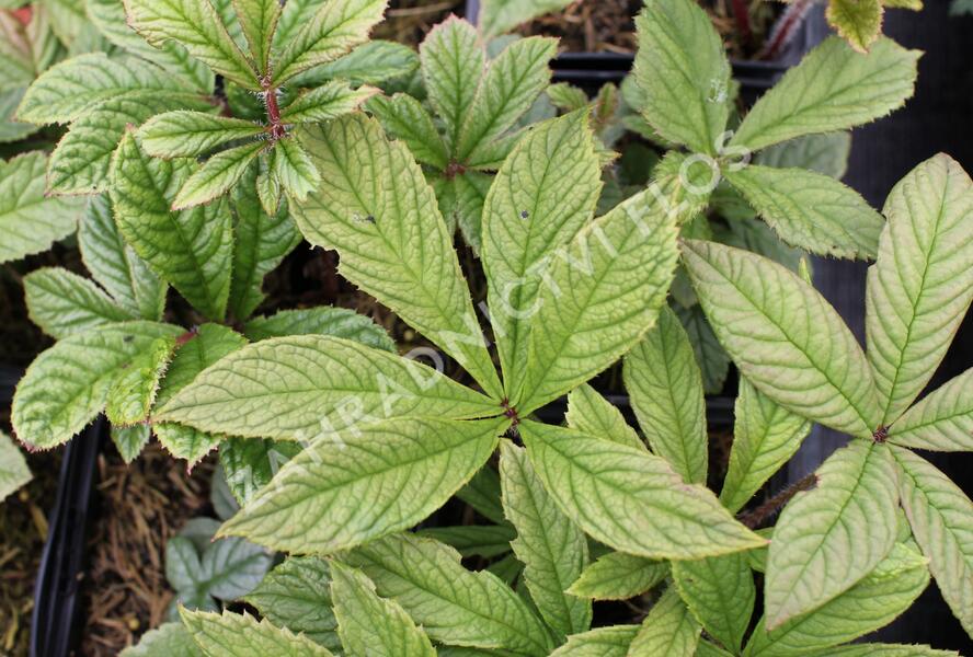 Rodgersie zpeřená - Rodgersia pinnata