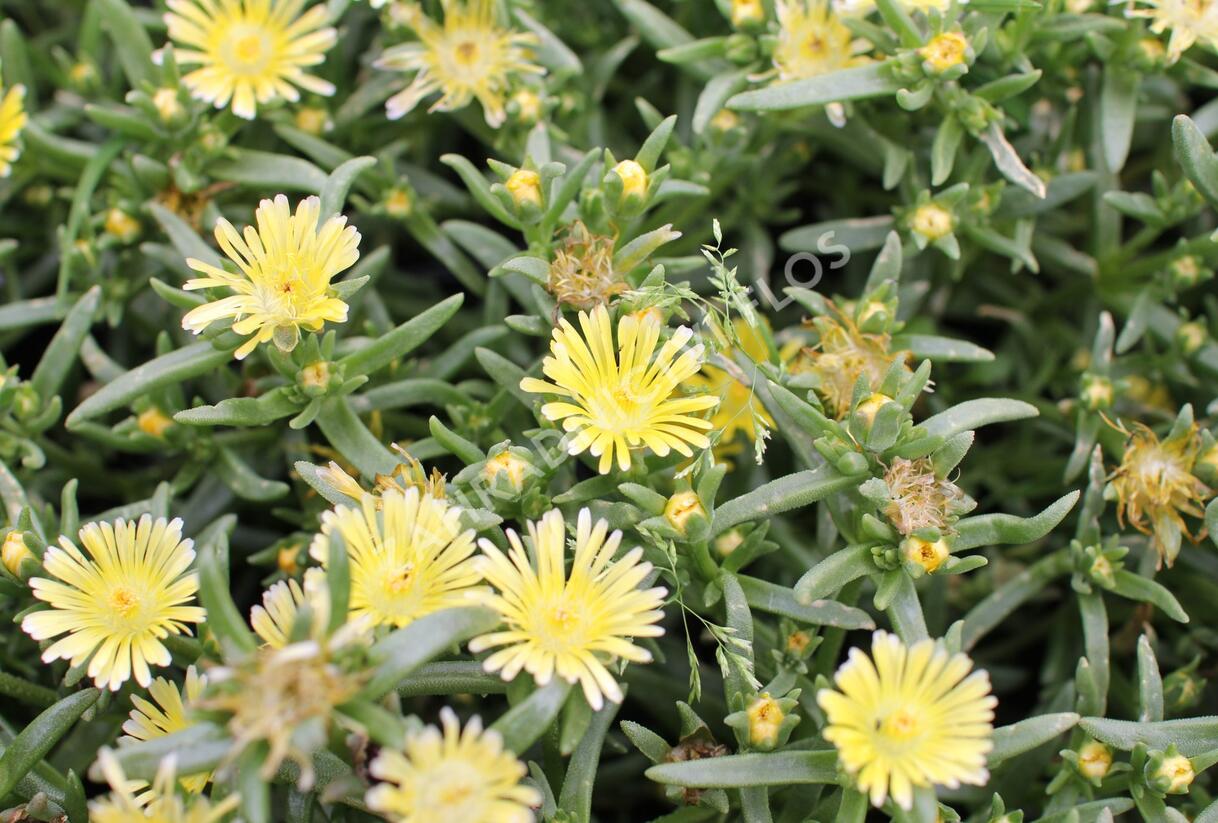 Kosmatec 'Suntropics Cream' - Delosperma cultivars 'Suntropics Cream'