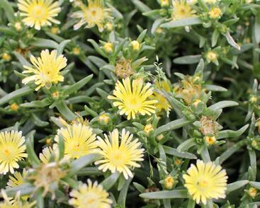 Kosmatec 'Suntropics Cream'