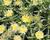 Kosmatec 'Suntropics Cream'