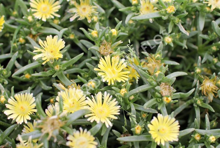 Kosmatec 'Suntropics Cream' - Delosperma cultivars 'Suntropics Cream'