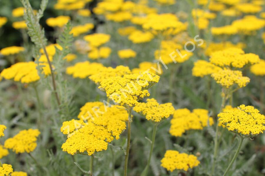 Řebříček tužebníkovitý 'Coronation Gold' - Achillea filipendulina 'Coronation Gold'
