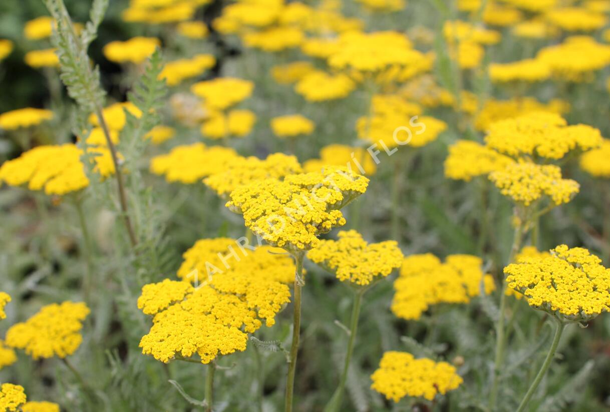 Řebříček tužebníkovitý 'Coronation Gold' - Achillea filipendulina 'Coronation Gold'
