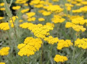 Řebříček tužebníkovitý 'Coronation Gold' - Achillea filipendulina 'Coronation Gold'