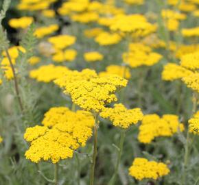 Řebříček tužebníkovitý 'Coronation Gold' - Achillea filipendulina 'Coronation Gold'