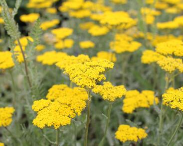 Řebříček tužebníkovitý 'Coronation Gold'