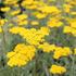Achillea filipendulina 'Coronation Gold'.JPG