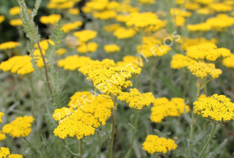 Řebříček tužebníkovitý 'Coronation Gold' - Achillea filipendulina 'Coronation Gold'