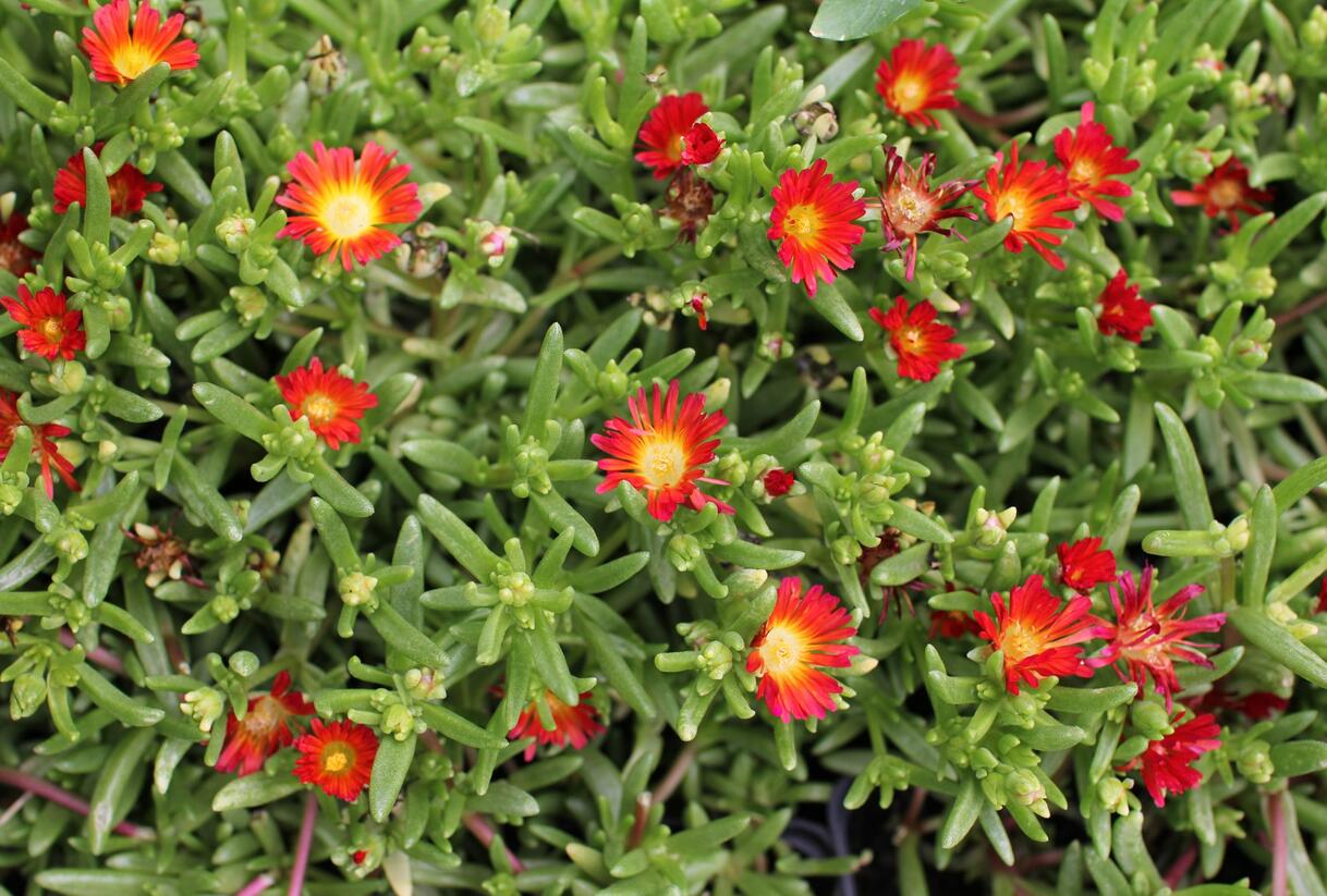 Kosmatec 'Suntropics Red' - Delosperma cultivars 'Suntropics Red'