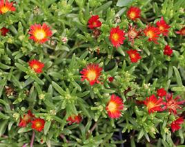 Kosmatec 'Suntropics Red'