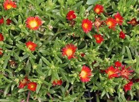 Kosmatec 'Suntropics Red' - Delosperma cultivars 'Suntropics Red'