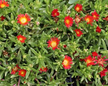 Kosmatec 'Suntropics Red'