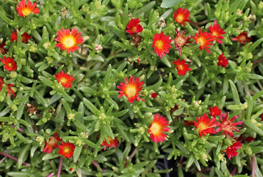 Kosmatec 'Suntropics Red' - Delosperma cultivars 'Suntropics Red'