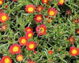 Kosmatec 'Suntropics Fire'