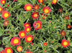 Kosmatec 'Suntropics Fire' - Delosperma cultivars 'Suntropics Fire'