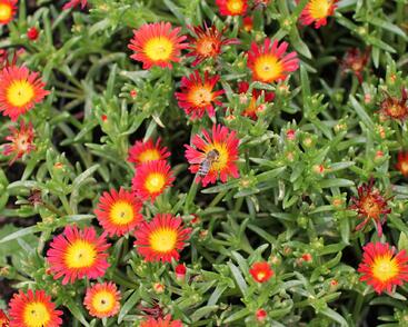 Kosmatec 'Suntropics Fire'