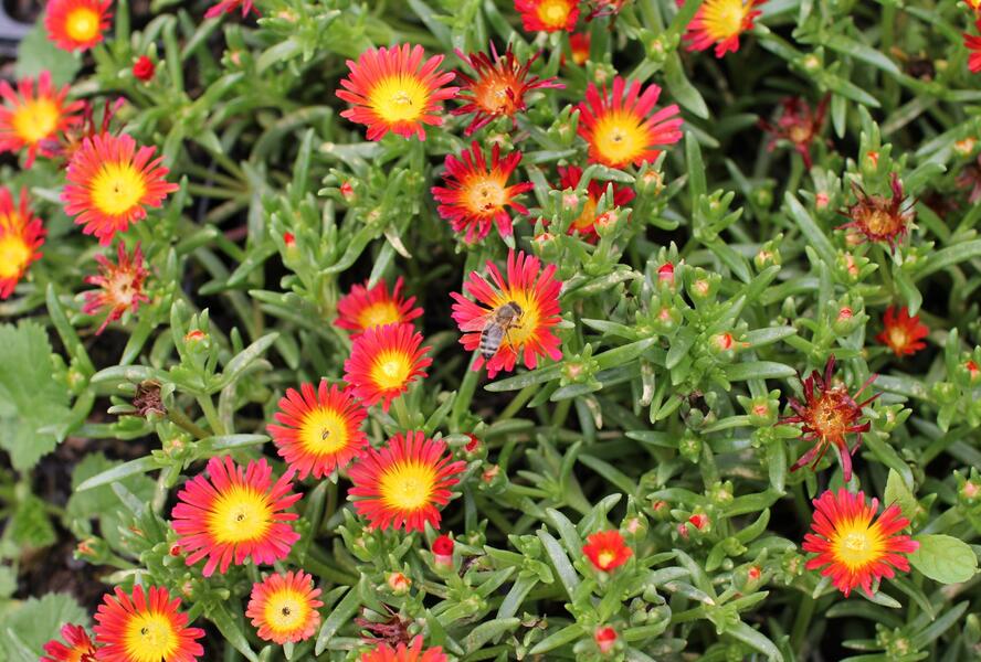 Kosmatec 'Suntropics Fire' - Delosperma cultivars 'Suntropics Fire'