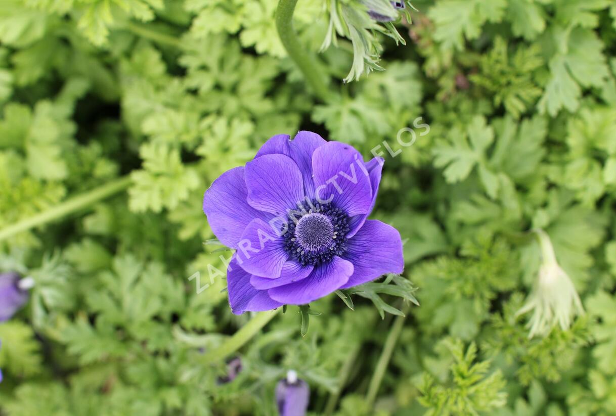 Sasanka věncová 'Mr. Fokker' - Anemone coronaria 'Mr. Fokker'
