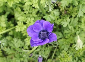 Sasanka věncová 'Mr. Fokker' - Anemone coronaria 'Mr. Fokker'