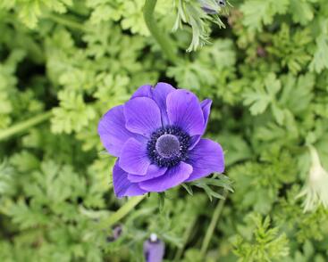 Sasanka věncová 'Mr. Fokker'