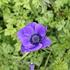 Anemone coronaria 'Mr. Fokker'_02.JPG