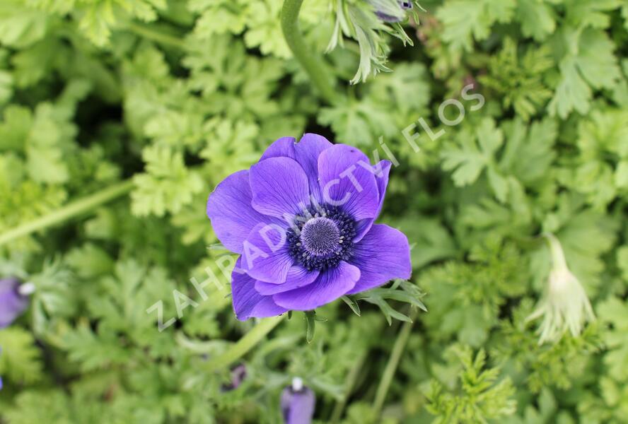 Sasanka věncová 'Mr. Fokker' - Anemone coronaria 'Mr. Fokker'