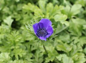 Sasanka věncová 'Mr. Fokker' - Anemone coronaria 'Mr. Fokker'