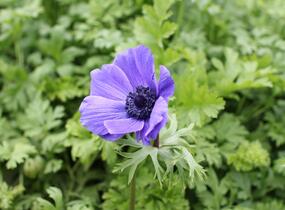 Sasanka věncová 'Mr. Fokker' - Anemone coronaria 'Mr. Fokker'