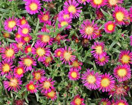 Kosmatec 'Suntropics Purple'