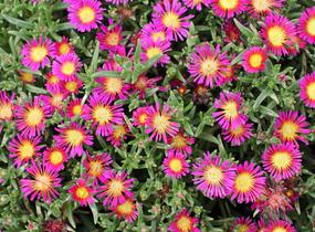 Kosmatec 'Suntropics Purple' - Delosperma cultivars 'Suntropics Purple'