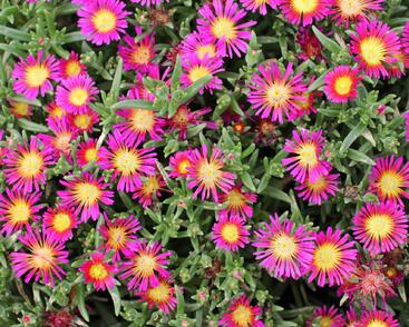 Kosmatec 'Suntropics Purple'