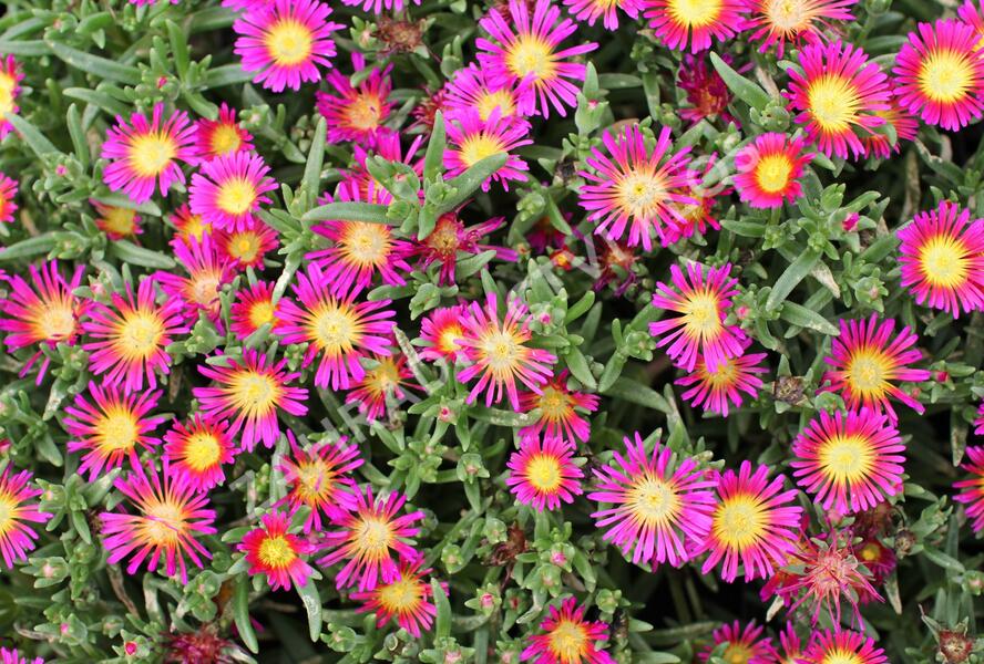 Kosmatec 'Suntropics Purple' - Delosperma cultivars 'Suntropics Purple'