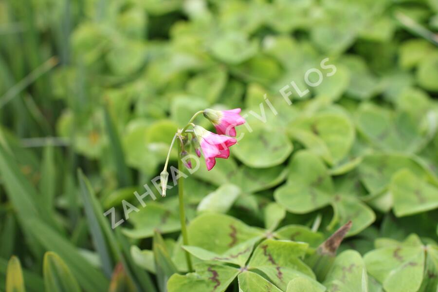 Šťavel růžový, čtyřlístek - Oxalis deppei