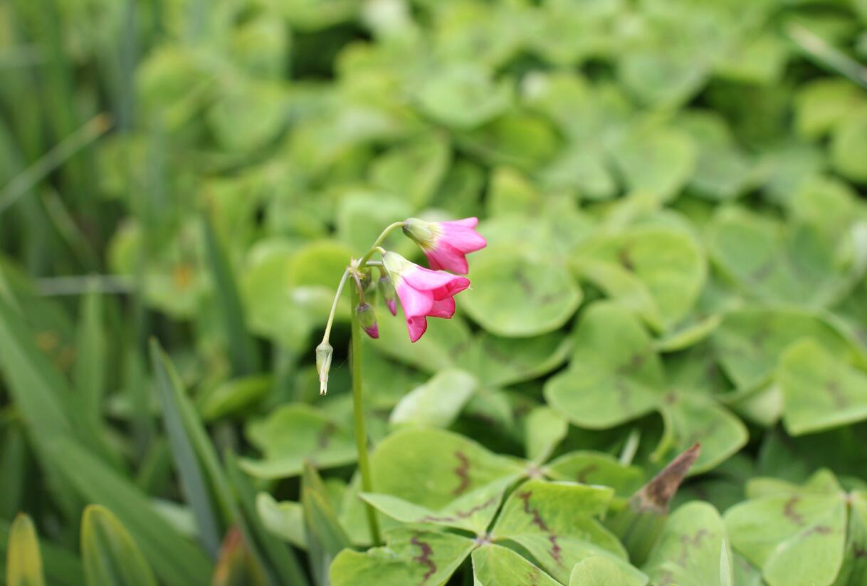 Šťavel růžový, čtyřlístek - Oxalis deppei