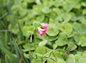 Šťavel růžový, čtyřlístek - Oxalis deppei