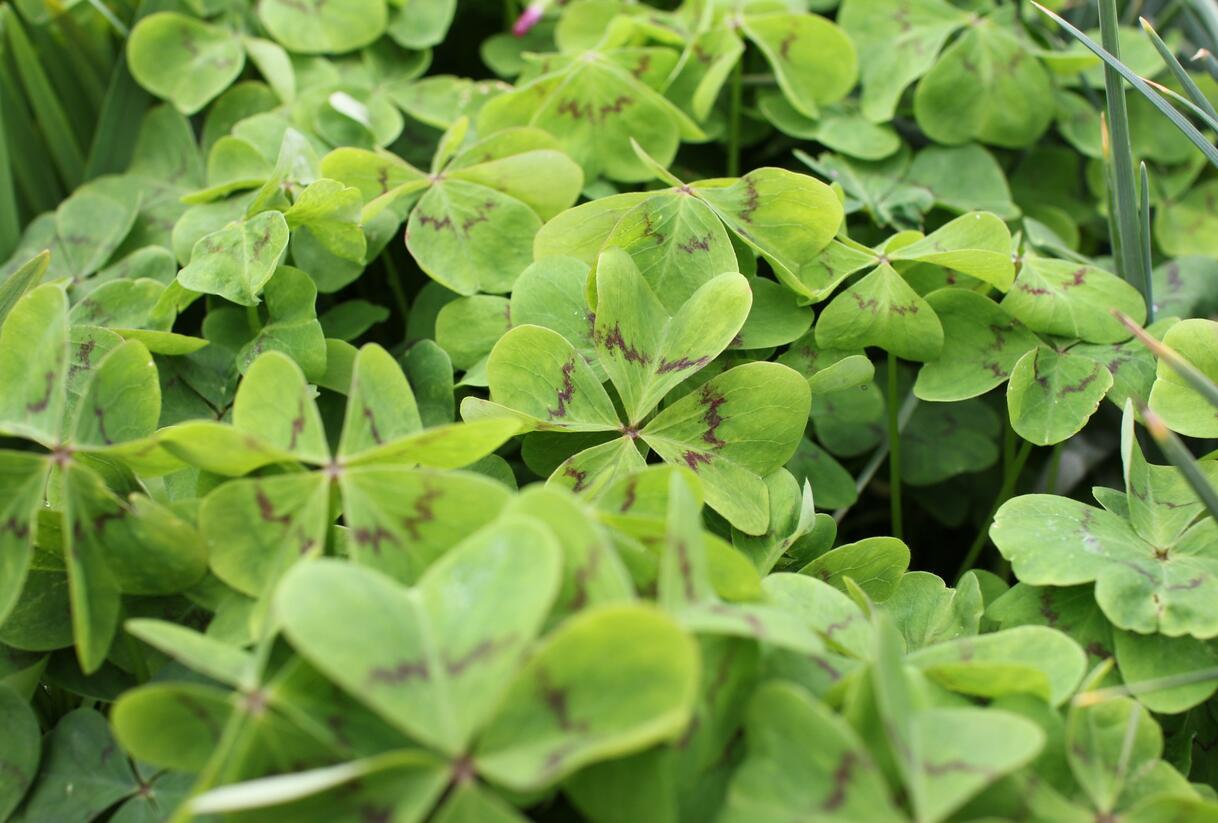 Šťavel růžový, čtyřlístek - Oxalis deppei