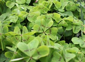 Šťavel růžový, čtyřlístek - Oxalis deppei