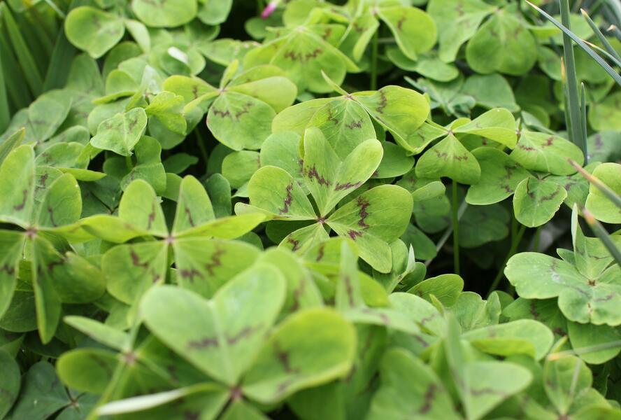 Šťavel růžový, čtyřlístek - Oxalis deppei