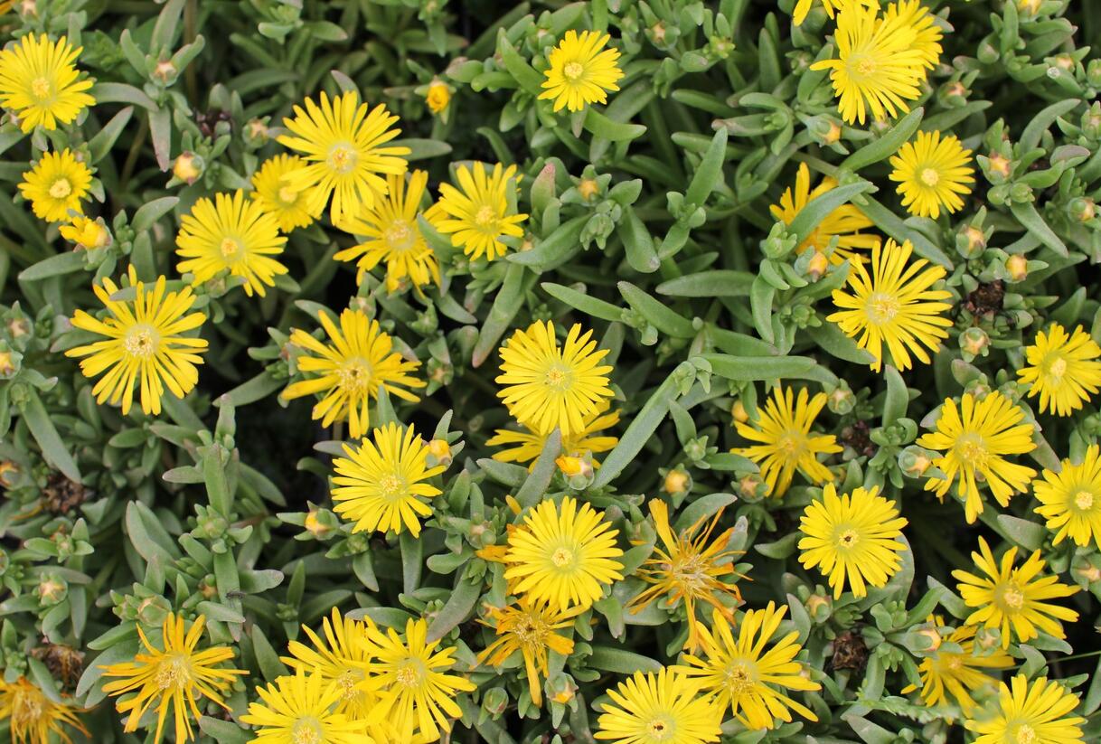 Kosmatec 'Suntropics Yellow' - Delosperma cultivars 'Suntropics Yellow'