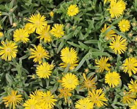 Kosmatec 'Suntropics Yellow'
